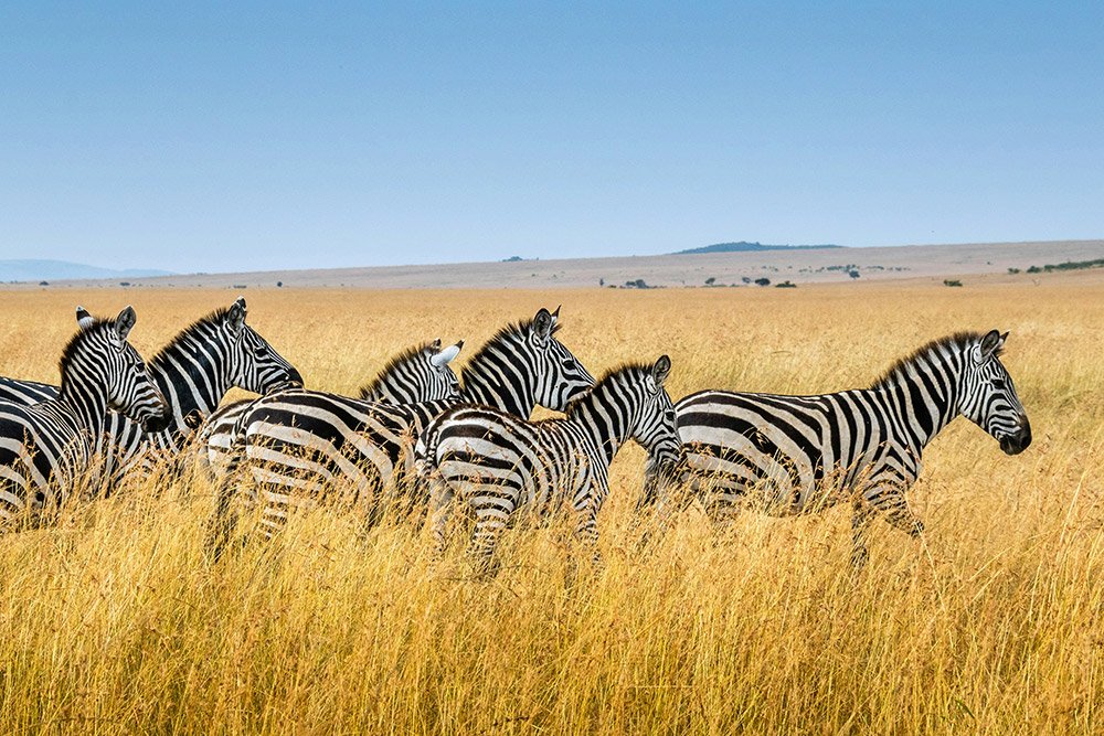 Compre passagens e pacotes de viagem para a África na Pipa Viagens em Londrina-PR